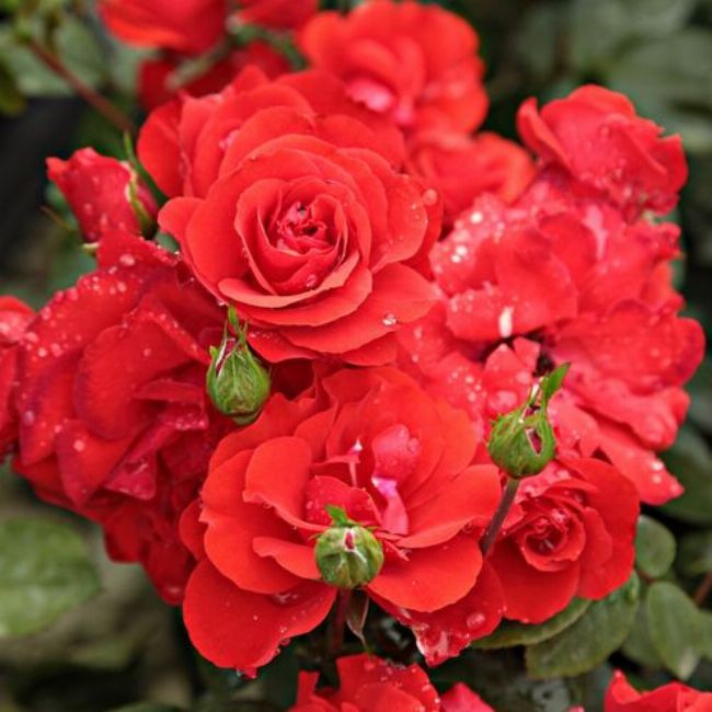 Satchmo floribubda csokros, nagy  virágtömegv    50-90cm